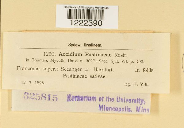 Aecidium pastinacae image