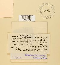 Aecidium pastinacae image