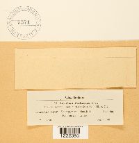 Aecidium pastinacae image