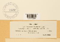Aecidium pastinacae image