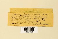 Aecidium periclymeni image