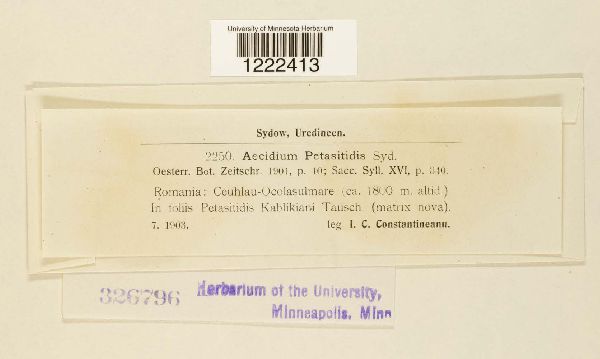 Aecidium petasitidis image