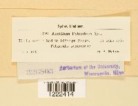 Aecidium petasitidis image