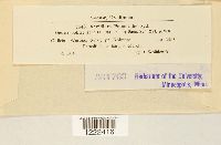 Aecidium petasitidis image