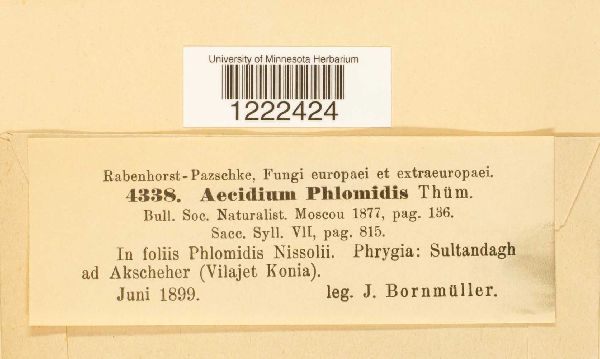 Aecidium phlomidis image