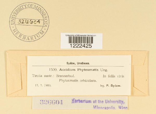 Aecidium phyteumatis image