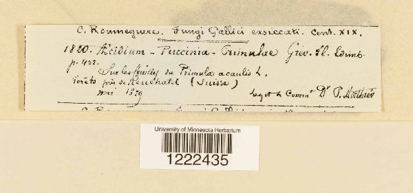Aecidium primulae image