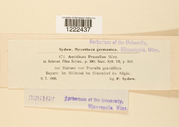 Aecidium prunellae image