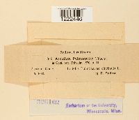 Aecidium pulmonariae image