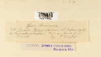 thumbnail image of current specimen
