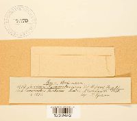 thumbnail image of current specimen