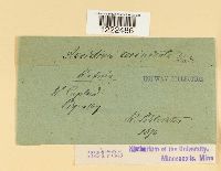 Aecidium resinicola image
