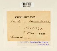 Aecidium rhamni image