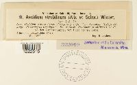 Aecidium strobilinum image