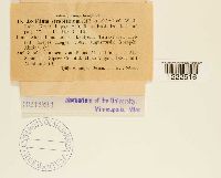 Aecidium strobilinum image