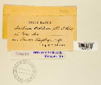 Aecidium strobilinum image