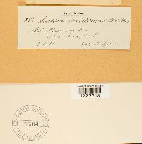 Aecidium strobilinum image