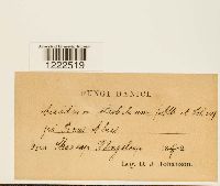 Aecidium strobilinum image