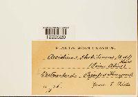 Aecidium strobilinum image