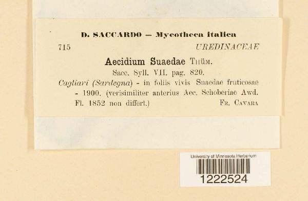 Aecidium suaedae image