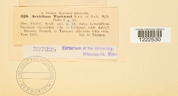 Aecidium taraxaci image