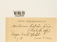 Aecidium thalictri image