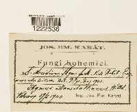 Aecidium thalictri image