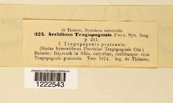 Aecidium tragopogonis image