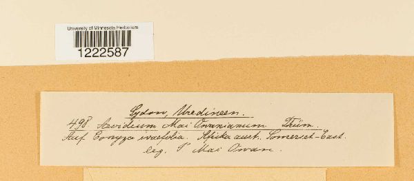 Aecidium macowanianum image