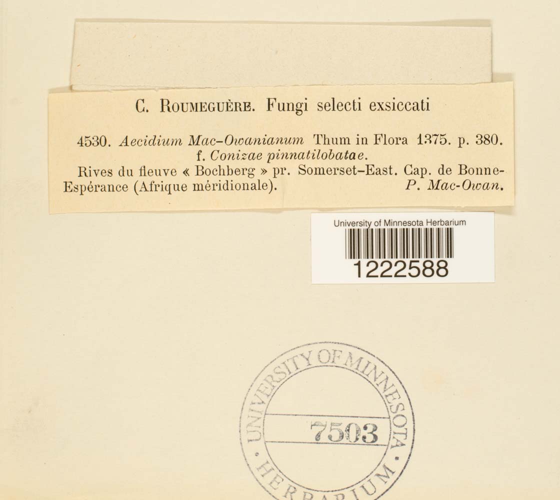 Aecidium macowanianum f. conyzae-pinnatilobatae image