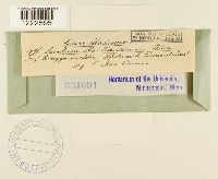 Aecidium macowanianum image