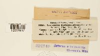Aecidium resinicola image