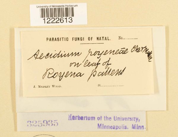 Aecidium royenae image