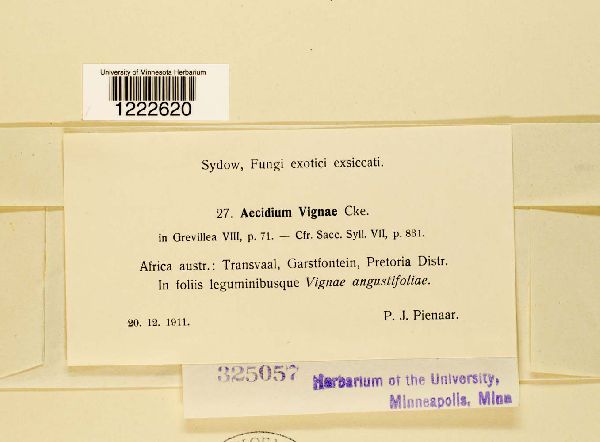 Aecidium vignae image