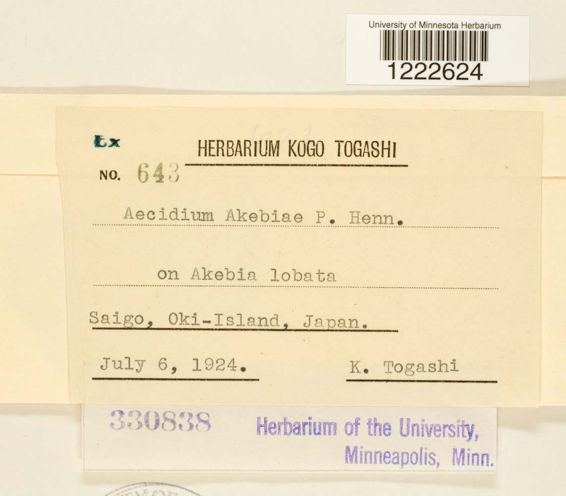 Aecidium akebiae image