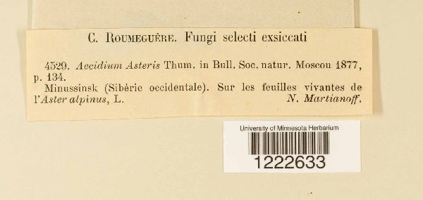Aecidium asteris image