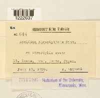 Aecidium atractylidis image