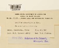 Aecidium atractylidis image