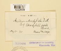 Aecidium atractylidis image