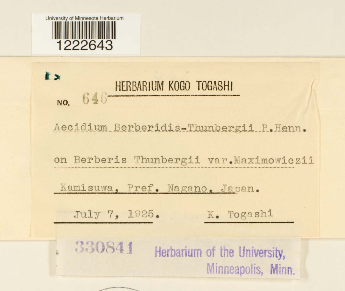 Aecidium berberidis-thunbergii image