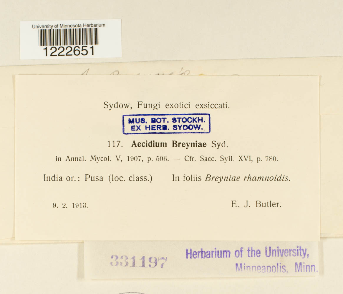 Aecidium breyniae image