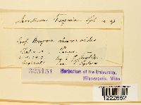 Aecidium breyniae image