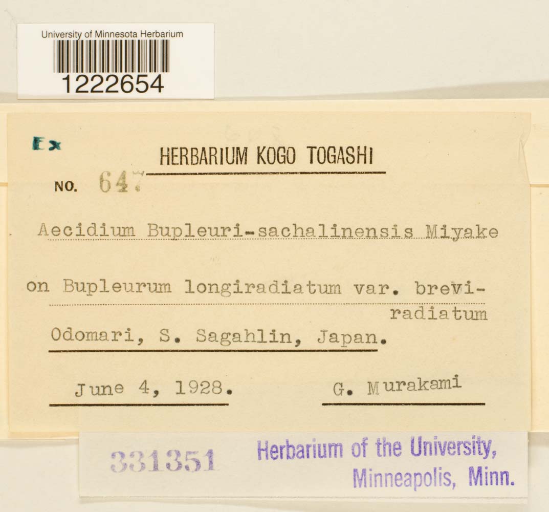 Aecidium bupleuri-sachalinensis image