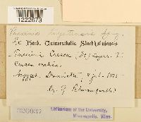 Aecidium cressae image