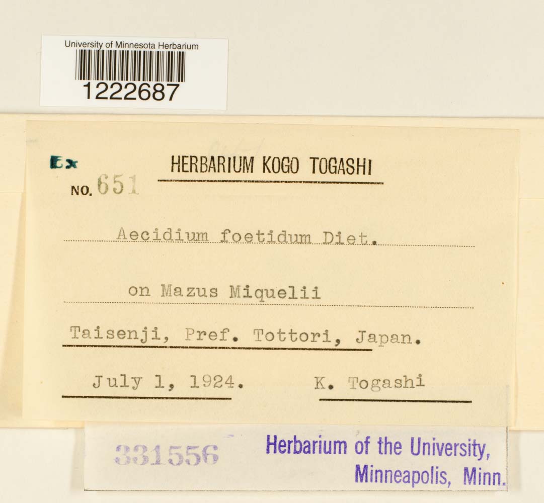 Aecidium foetidum image