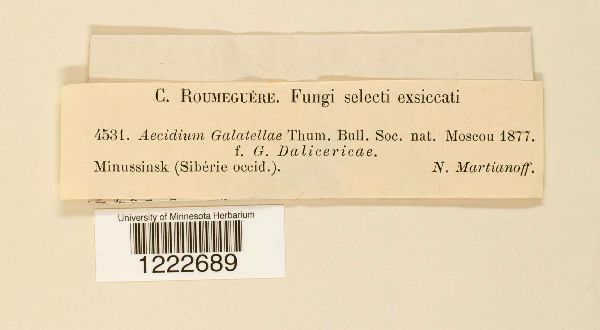 Aecidium galatellae image