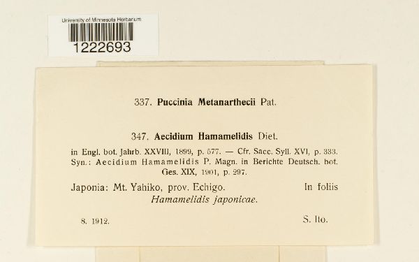 Aecidium hamamelidis image