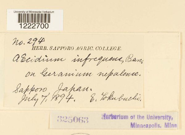 Aecidium infrequens image