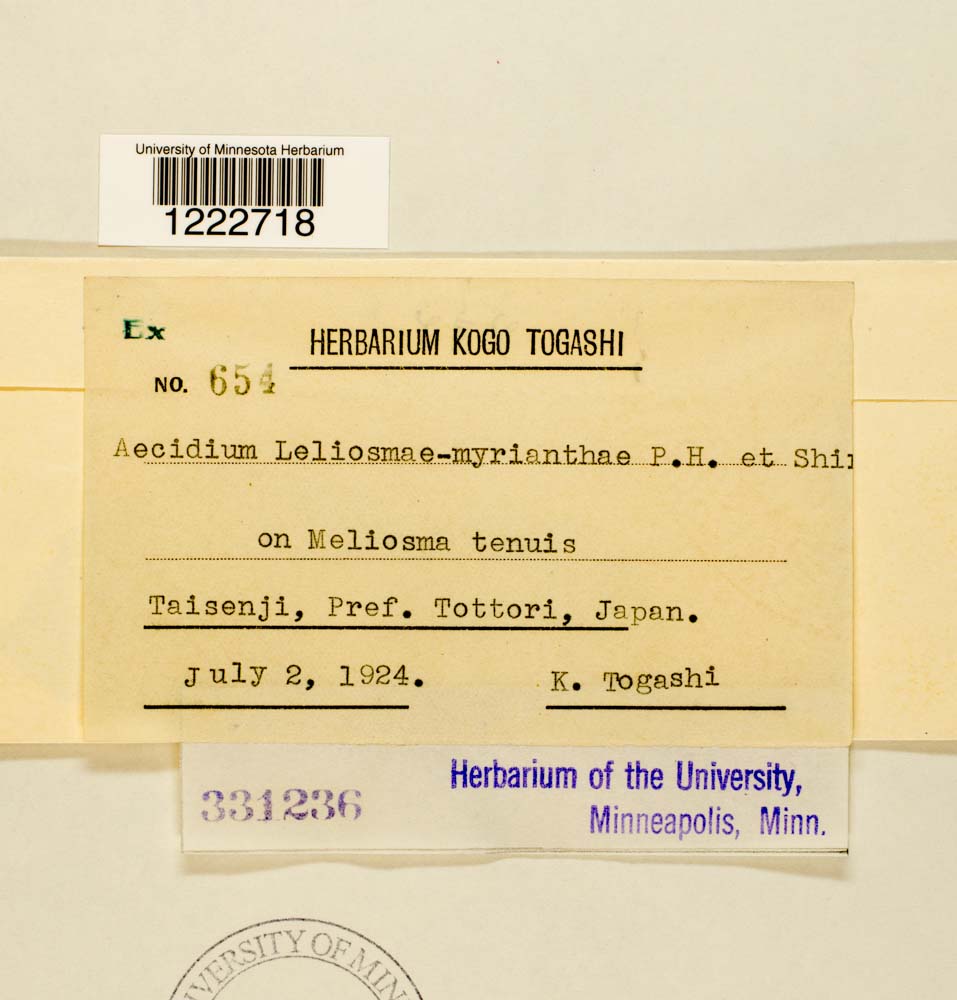 Aecidium meliosmae-myrianthi image