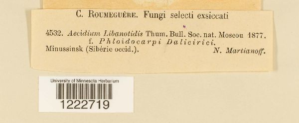 Aecidium libanotidis image